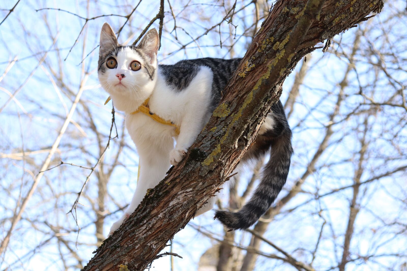Canon EF-S 18-55mm F4-5.6 IS STM sample photo. Cat, kitten, tree photography
