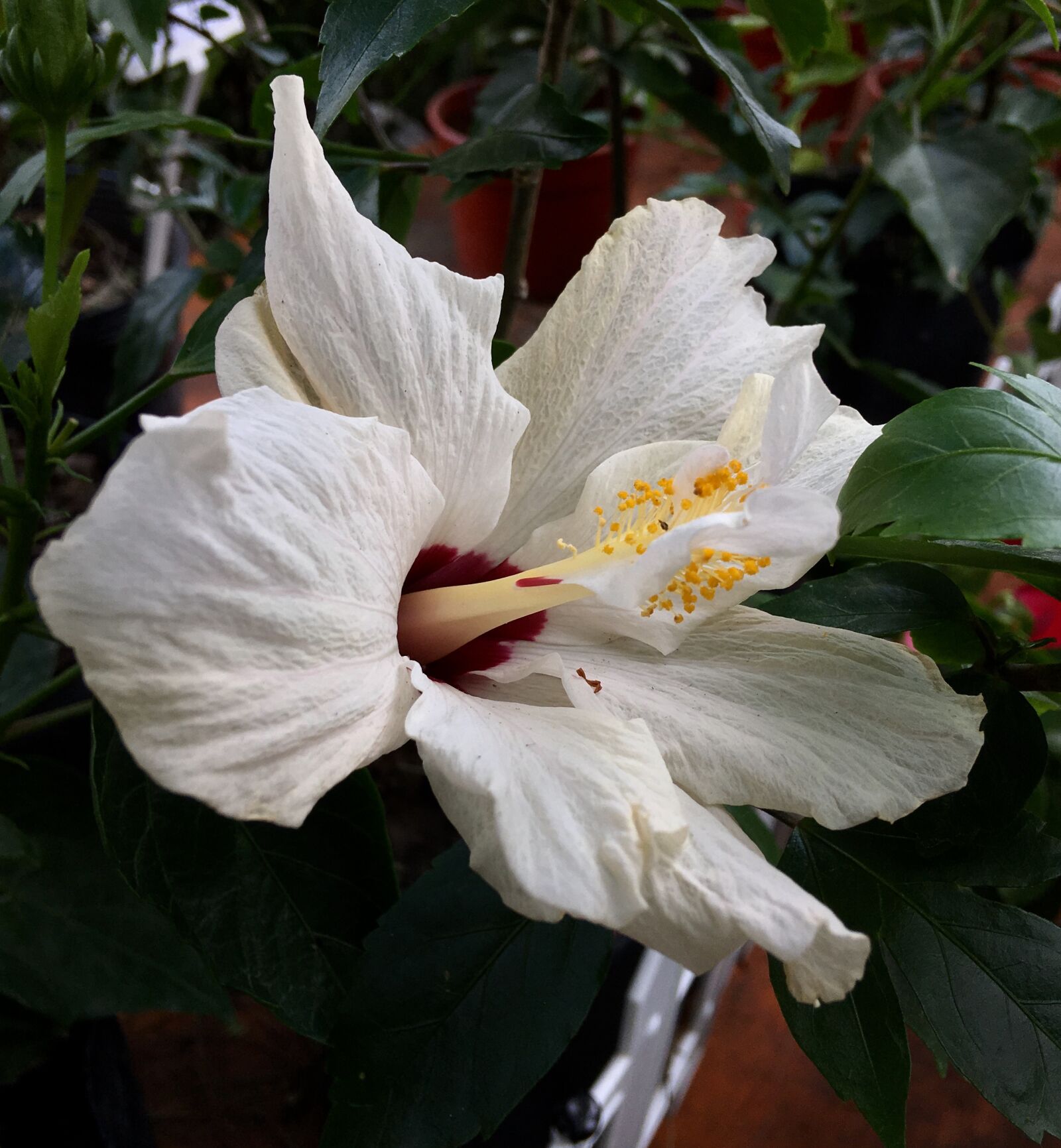 Apple iPhone 6s Plus sample photo. Hibiscus white, white flower photography