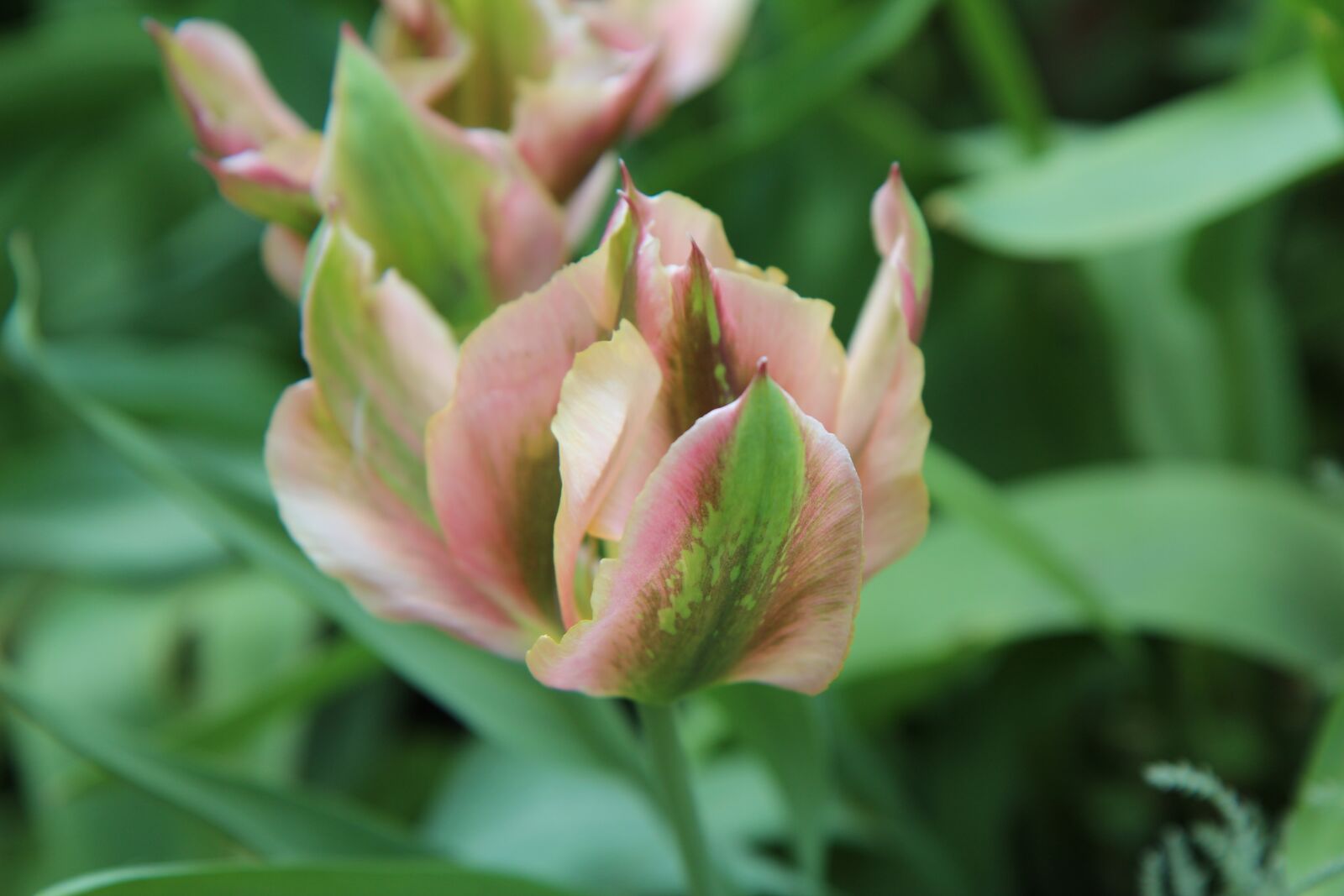 Canon EOS 600D (Rebel EOS T3i / EOS Kiss X5) sample photo. Tulip, tulip green, petal photography