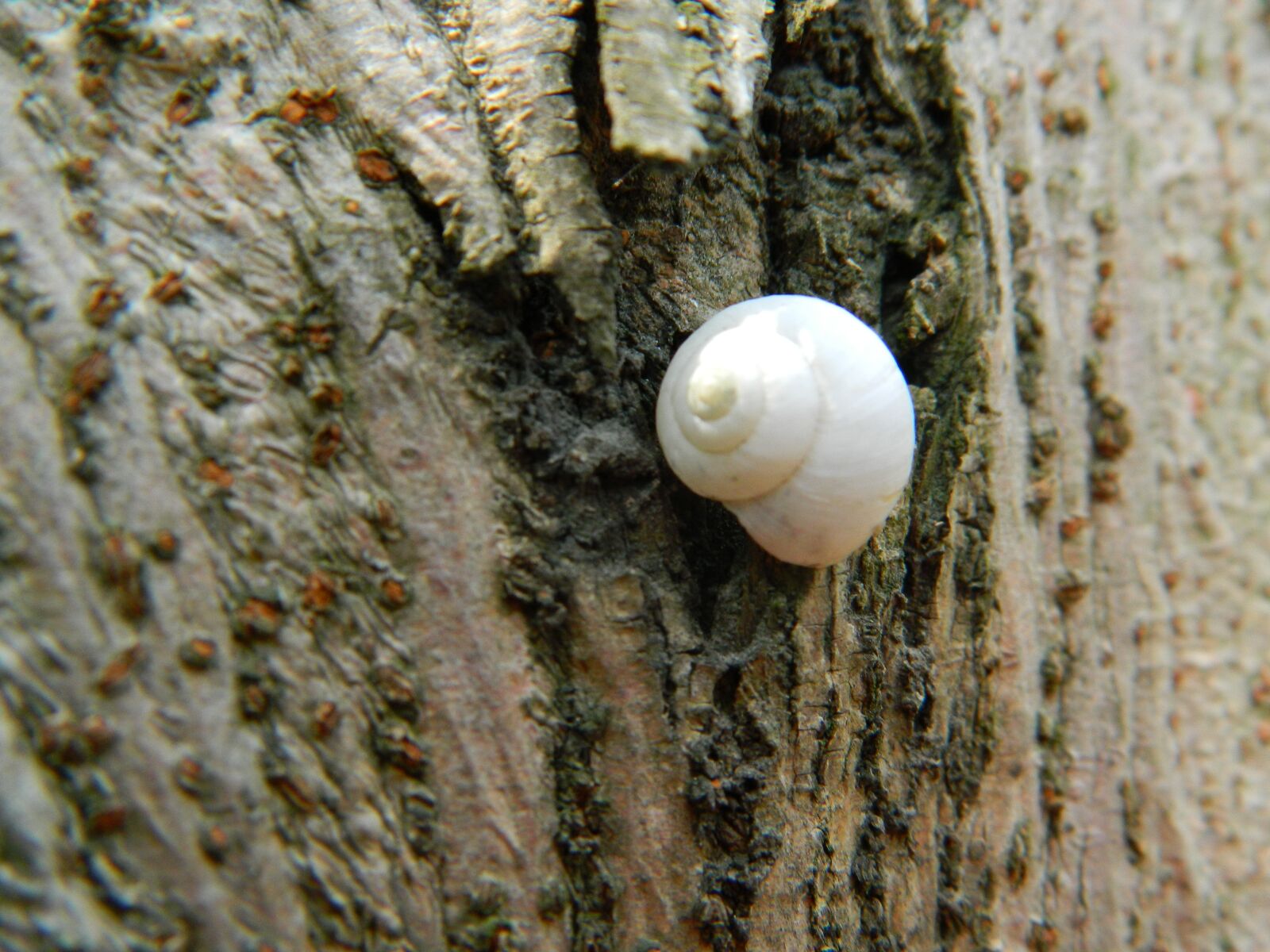 Nikon Coolpix L120 sample photo. Snails, still life, white photography