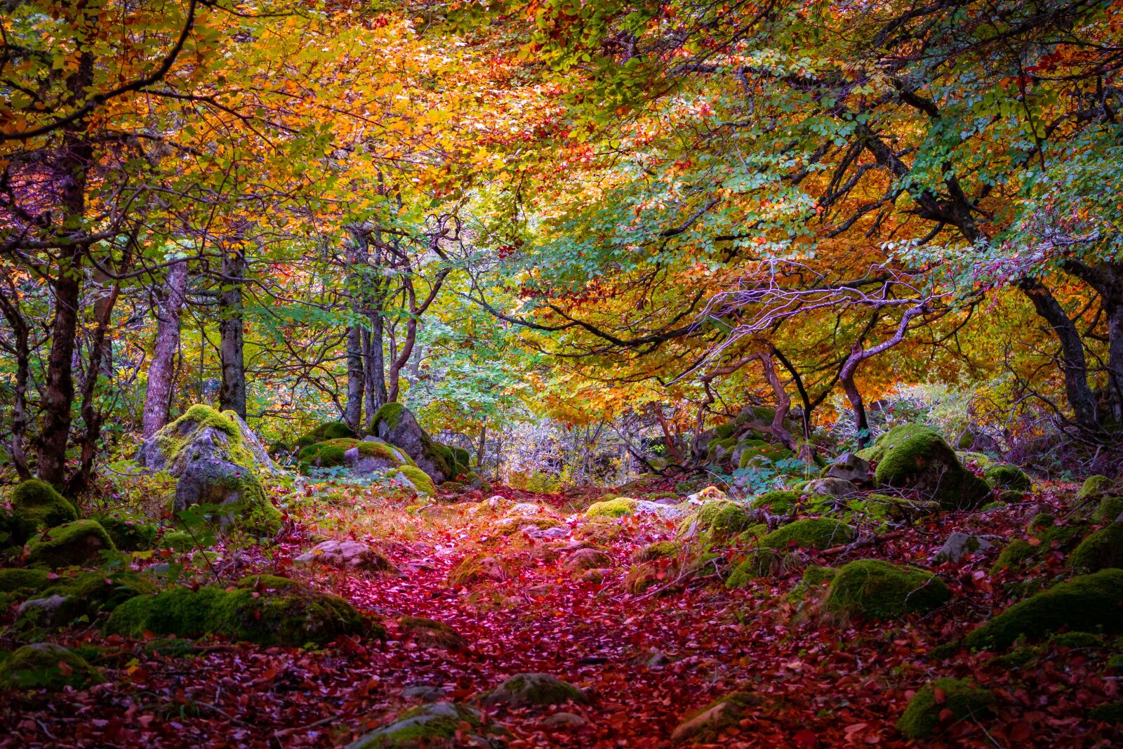Canon EOS 750D (EOS Rebel T6i / EOS Kiss X8i) sample photo. Autumn, fall, leaf photography