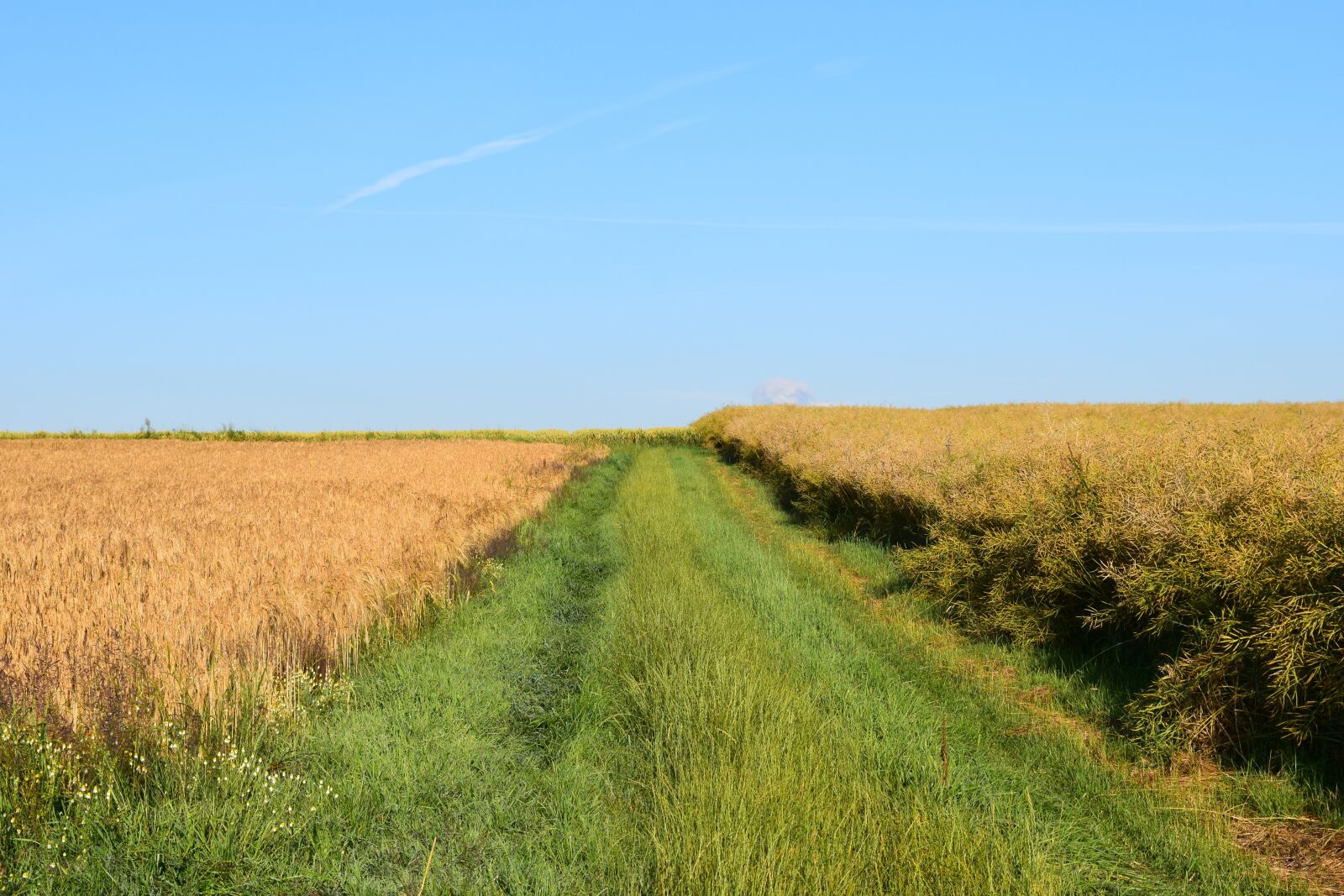 Nikon D3300 sample photo. Lane, agriculture, cereal fields photography