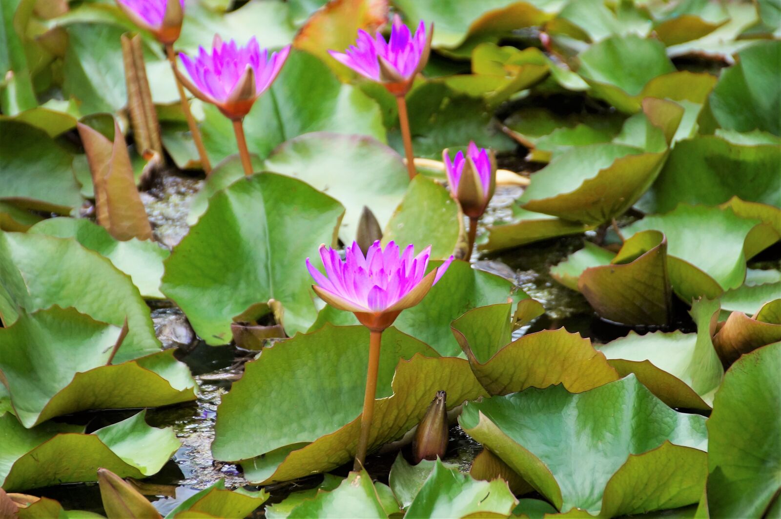 Sony SLT-A58 sample photo. Waterlily, water lily, hev photography