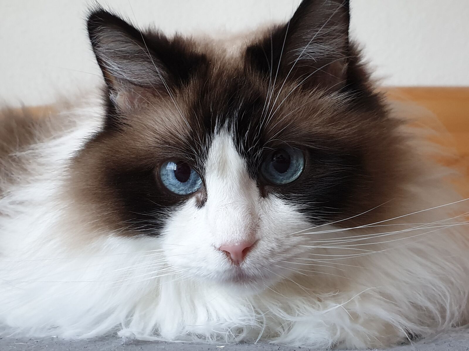 Samsung Galaxy S9 sample photo. Pet, cat, blue eye photography