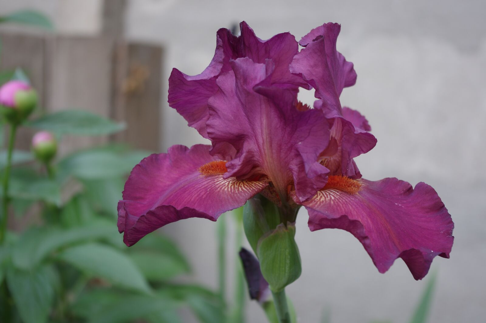 Pentax K-r sample photo. Iris, flower, garden photography