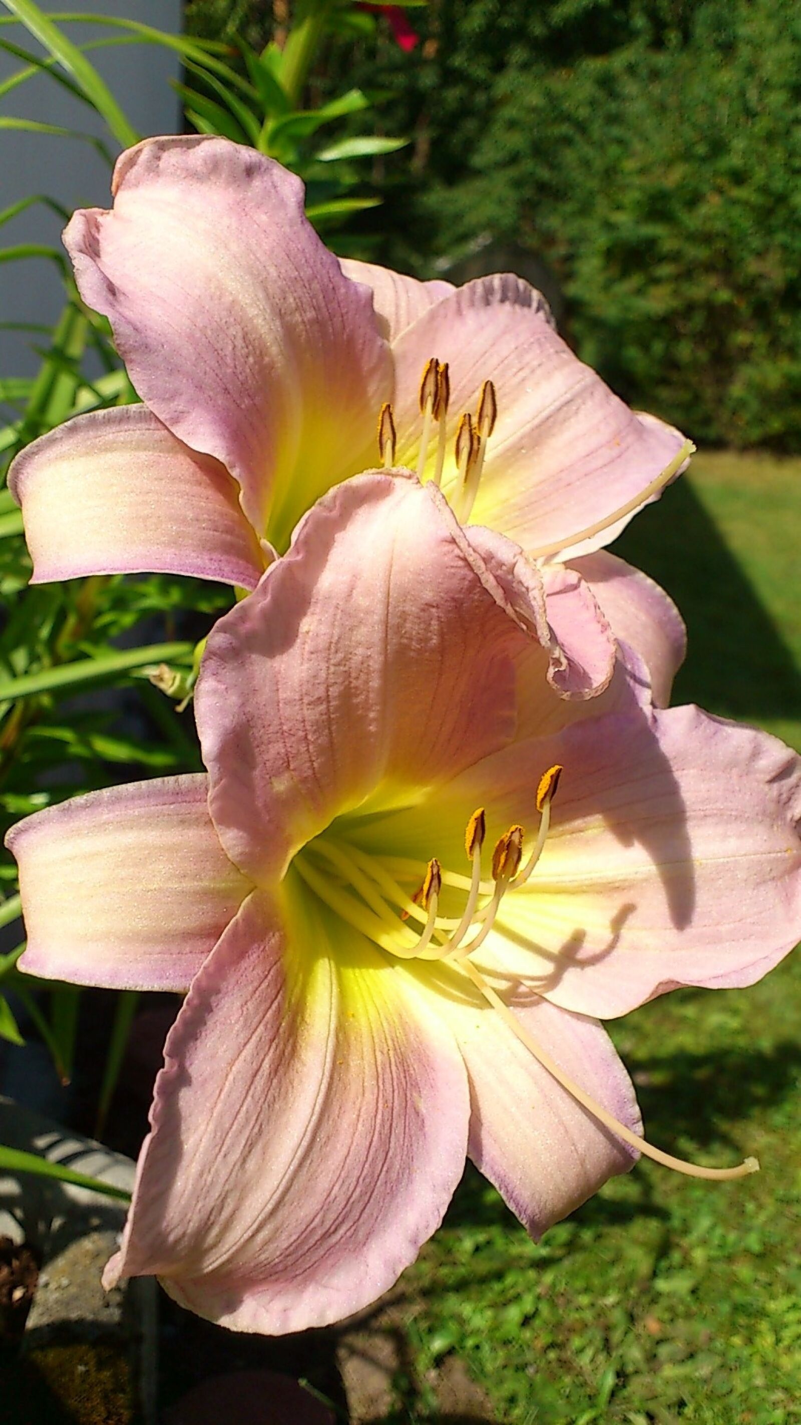 Sony Ericsson Xperia Arc sample photo. Lily, flower, pink photography