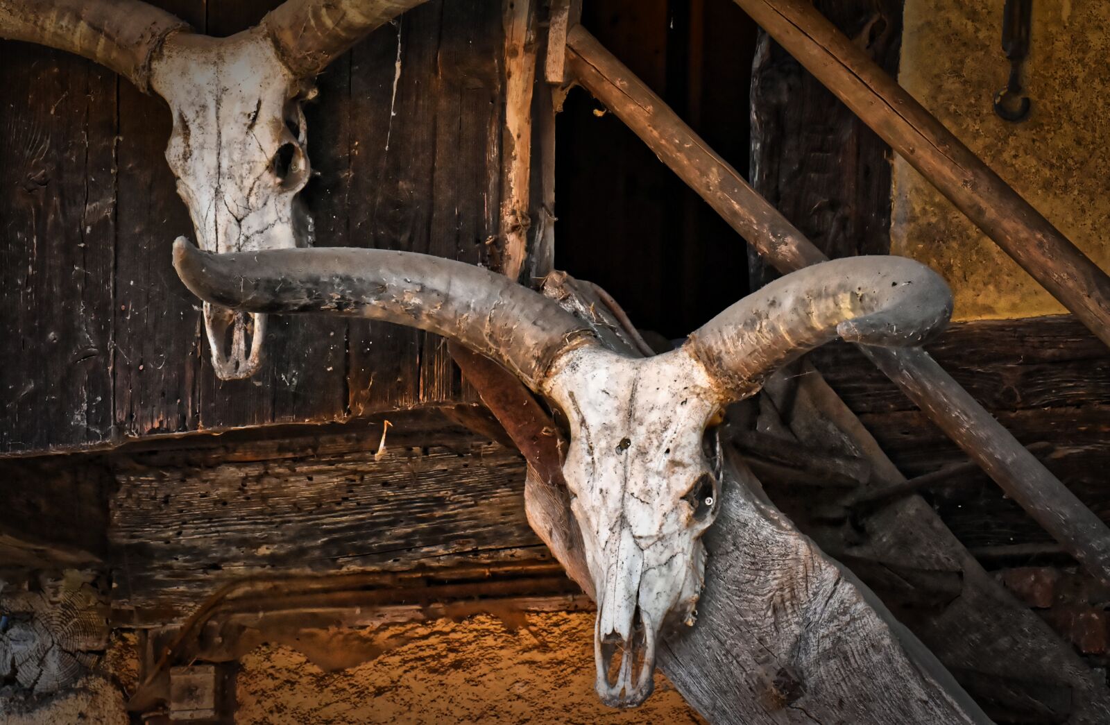 Nikon D7200 sample photo. Skull, bone, buffalo photography