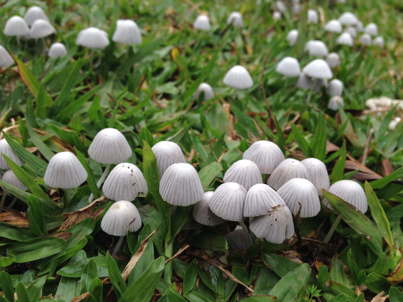 iPhone 4S back camera 4.28mm f/2.4 sample photo. Mushroom, lawn, green photography