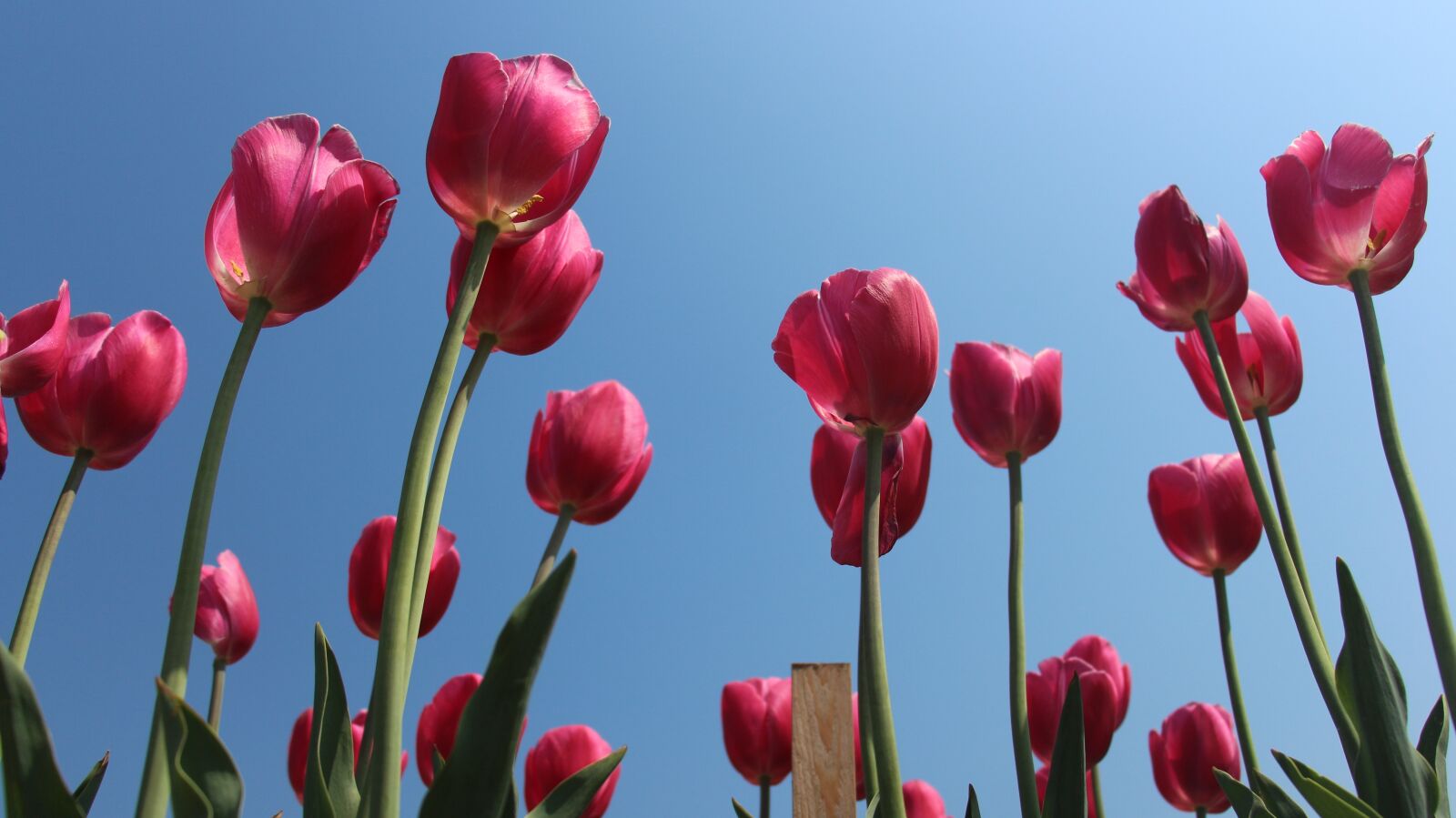 Canon EOS 700D (EOS Rebel T5i / EOS Kiss X7i) sample photo. Tulip, flowers photography