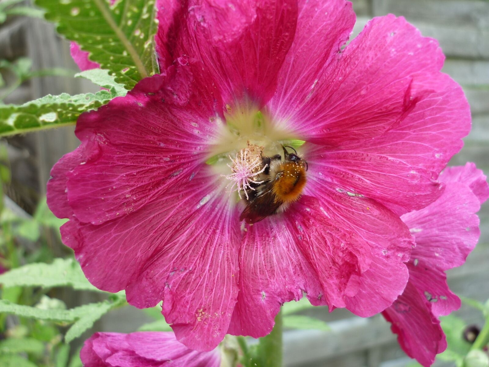 Panasonic Lumix DMC-FS6 sample photo. Mallow, visitors, hummel photography