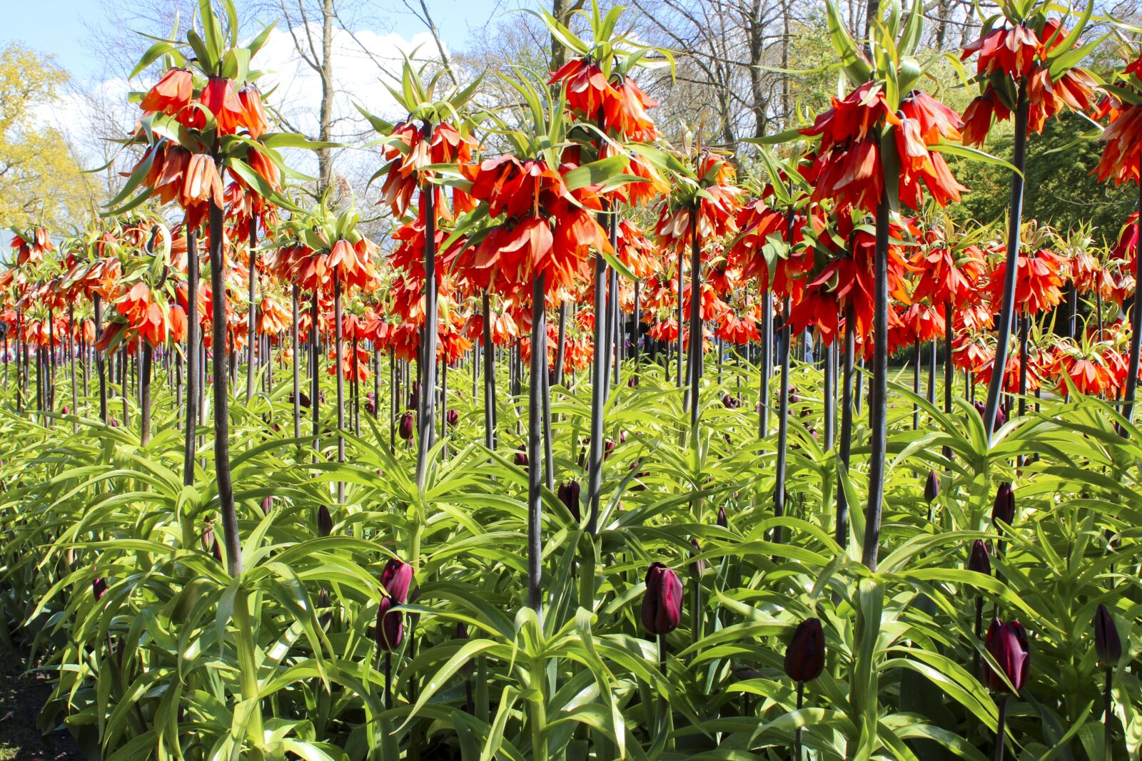 Canon EOS 600D (Rebel EOS T3i / EOS Kiss X5) sample photo. Spring, flowers, bloom photography