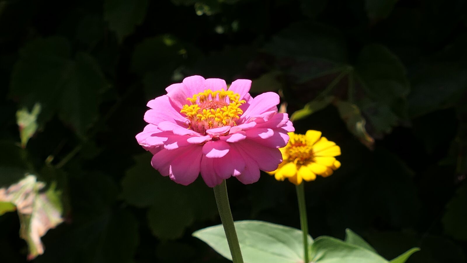 Panasonic DC-FZ10002 sample photo. Zinnia, flower, pink flower photography
