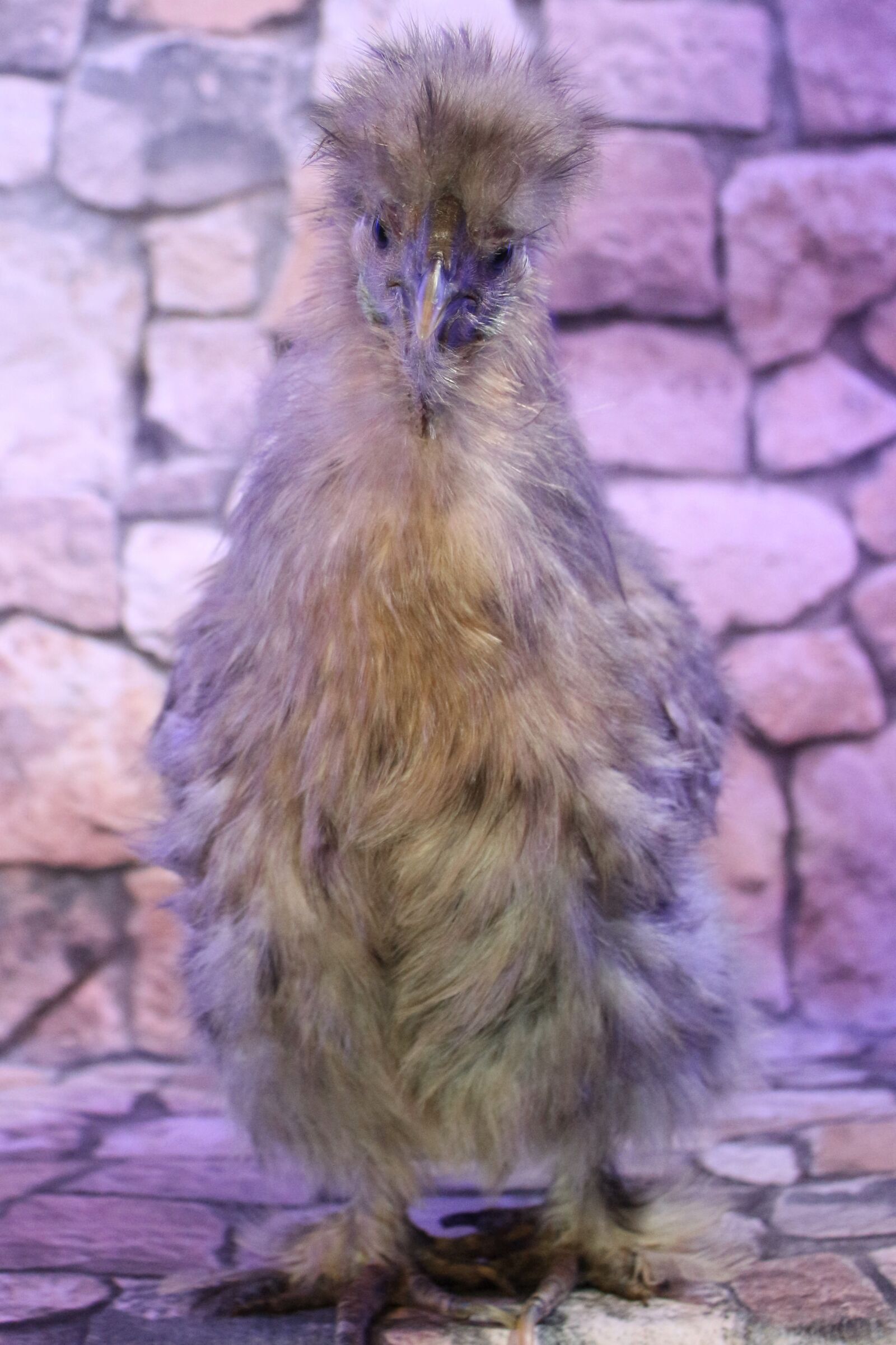 Canon EF-S 18-55mm F3.5-5.6 IS sample photo. Chicken, feather, close photography