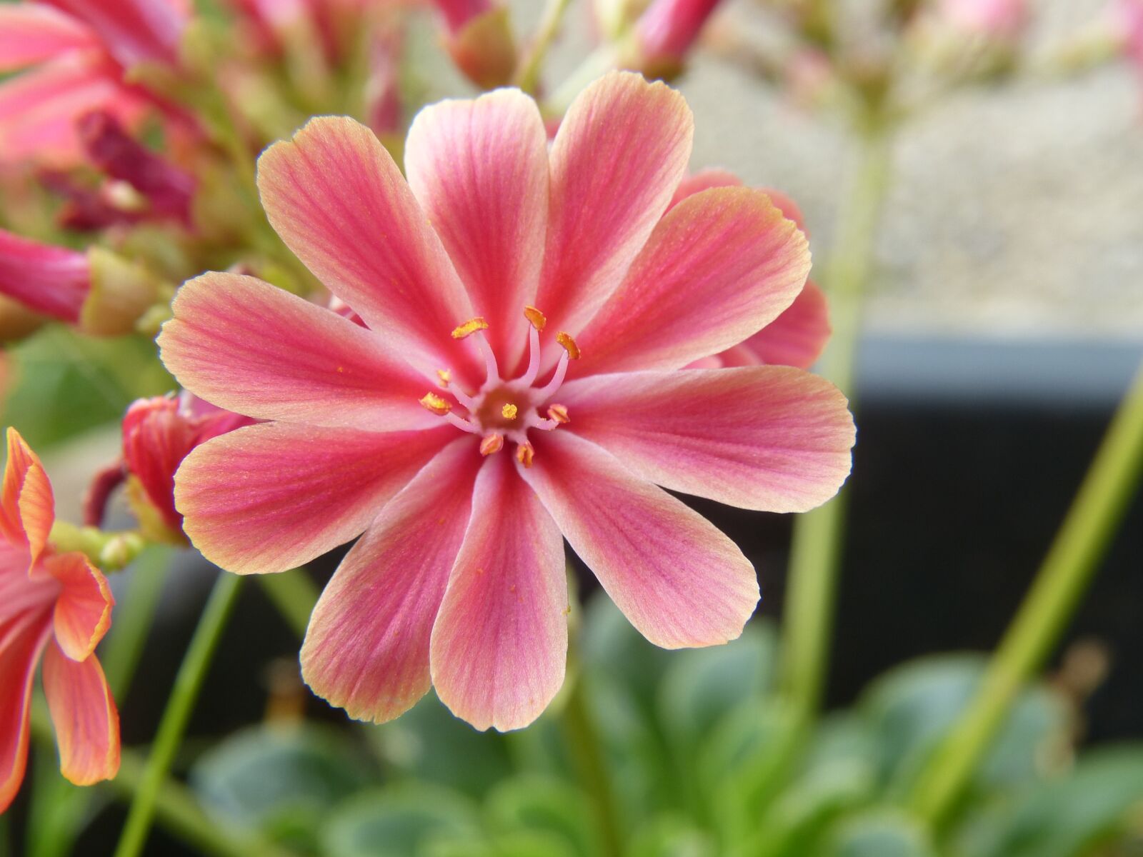 Panasonic Lumix DMC-FZ150 sample photo. Flowers, pink, plant photography