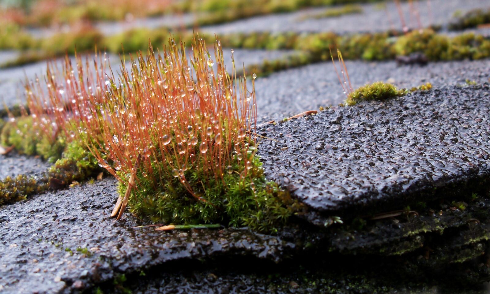 Kodak EasyShare Z915 sample photo. Moss, roof moss, roof photography