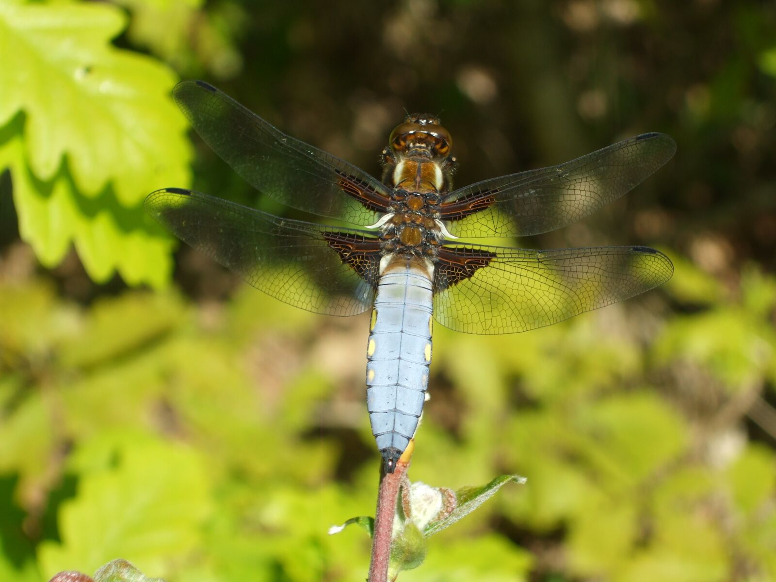 Fujifilm FinePix A820 sample photo. Dragonfly, nature, bug photography