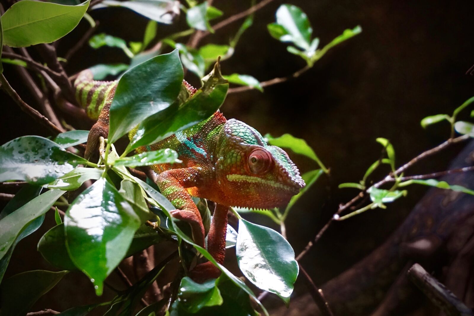 Sony a6000 sample photo. Chameleon, animal, close up photography