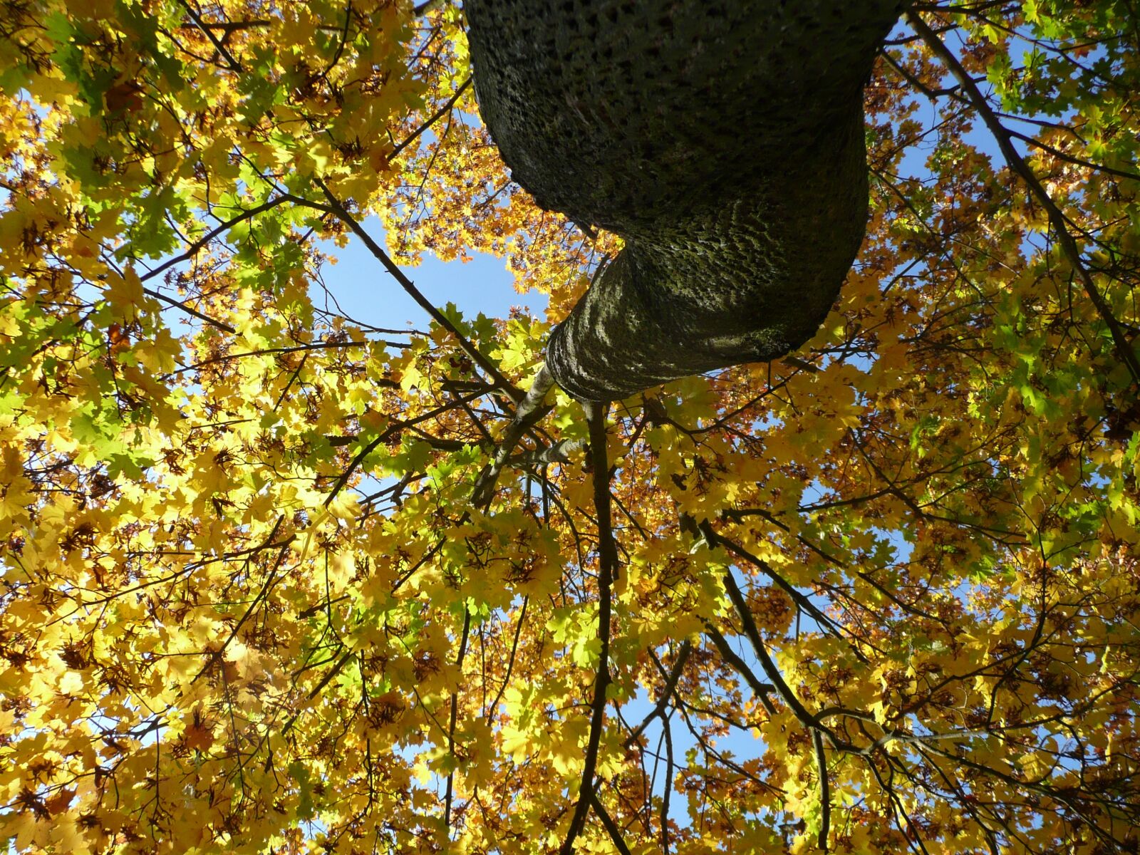 Panasonic DMC-TZ3 sample photo. Tree, autumn, looking up photography