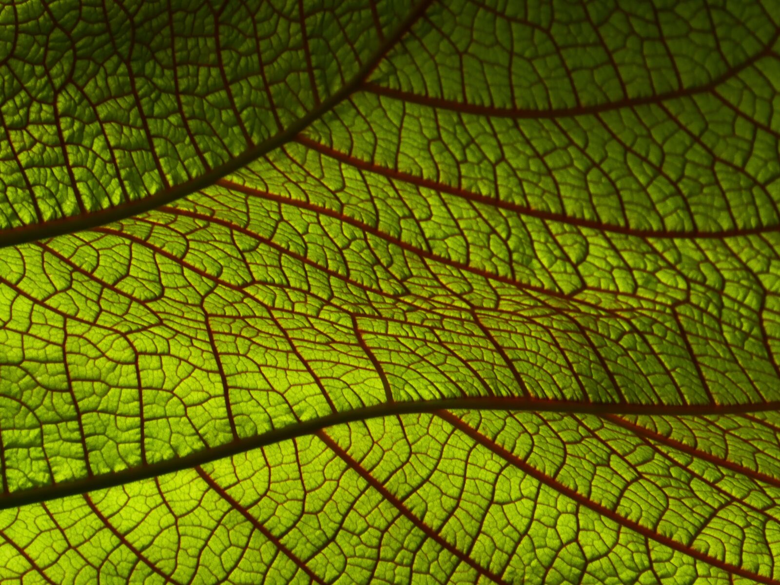 Panasonic DMC-TZ81 sample photo. Leaf, macro, nature photography