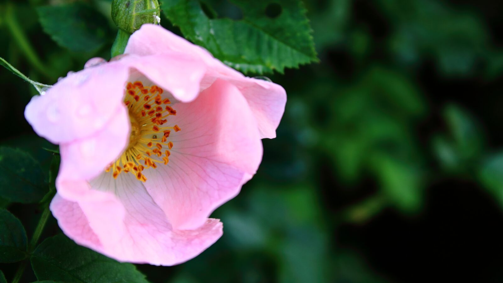 Canon EOS 1300D (EOS Rebel T6 / EOS Kiss X80) sample photo. Flower, pink, plant photography