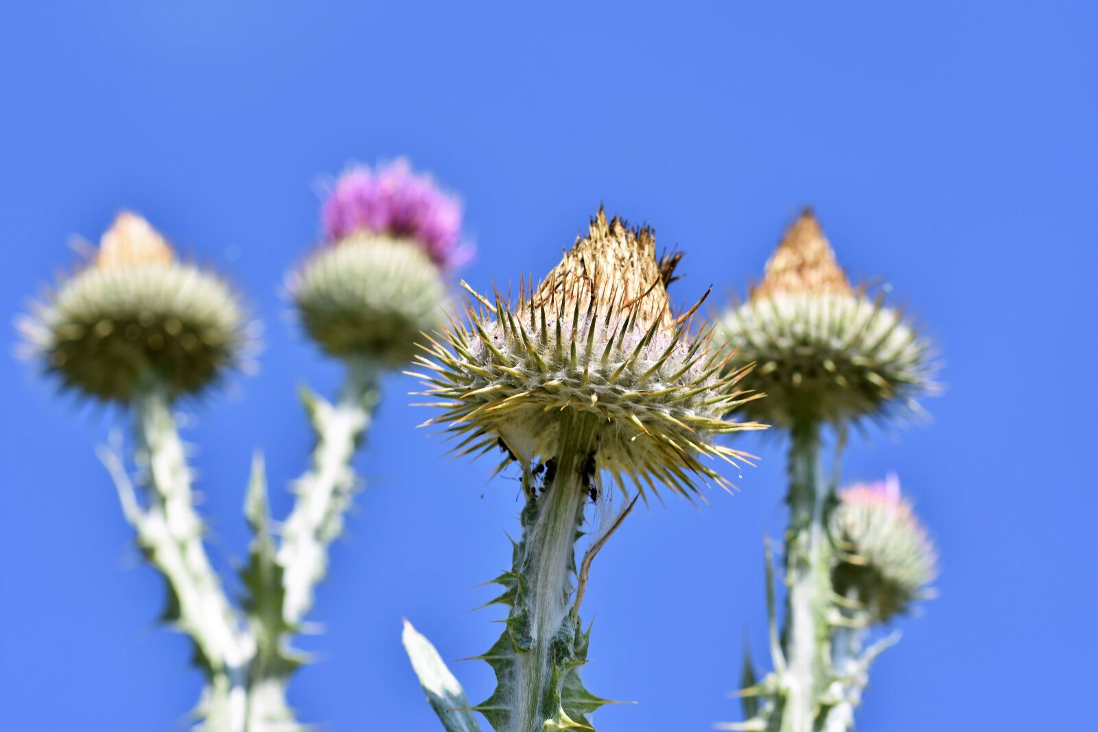 Nikon D7200 sample photo. Thistle, common donkey thistle photography