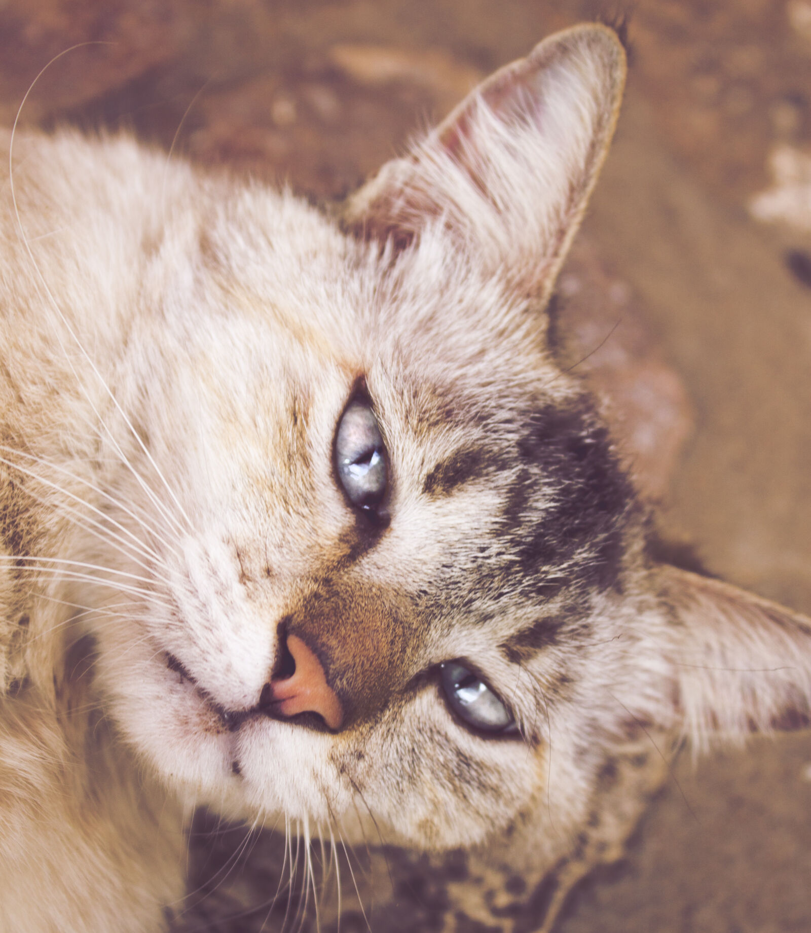 Canon EOS 1100D (EOS Rebel T3 / EOS Kiss X50) sample photo. Cat, isis photography