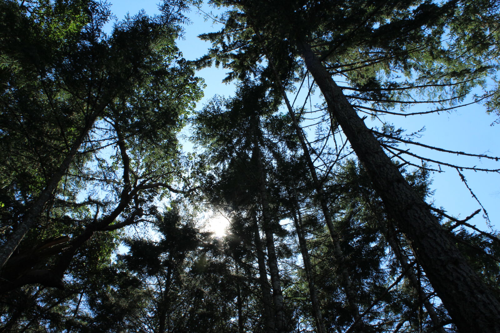 Canon EOS 1200D (EOS Rebel T5 / EOS Kiss X70 / EOS Hi) sample photo. Shadow, sunlight, trees photography
