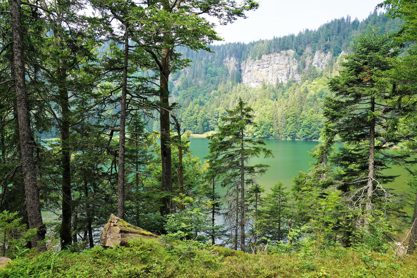 Sony ILCA-77M2 + Sony DT 16-50mm F2.8 SSM sample photo. Forest, feldberg, landscape photography
