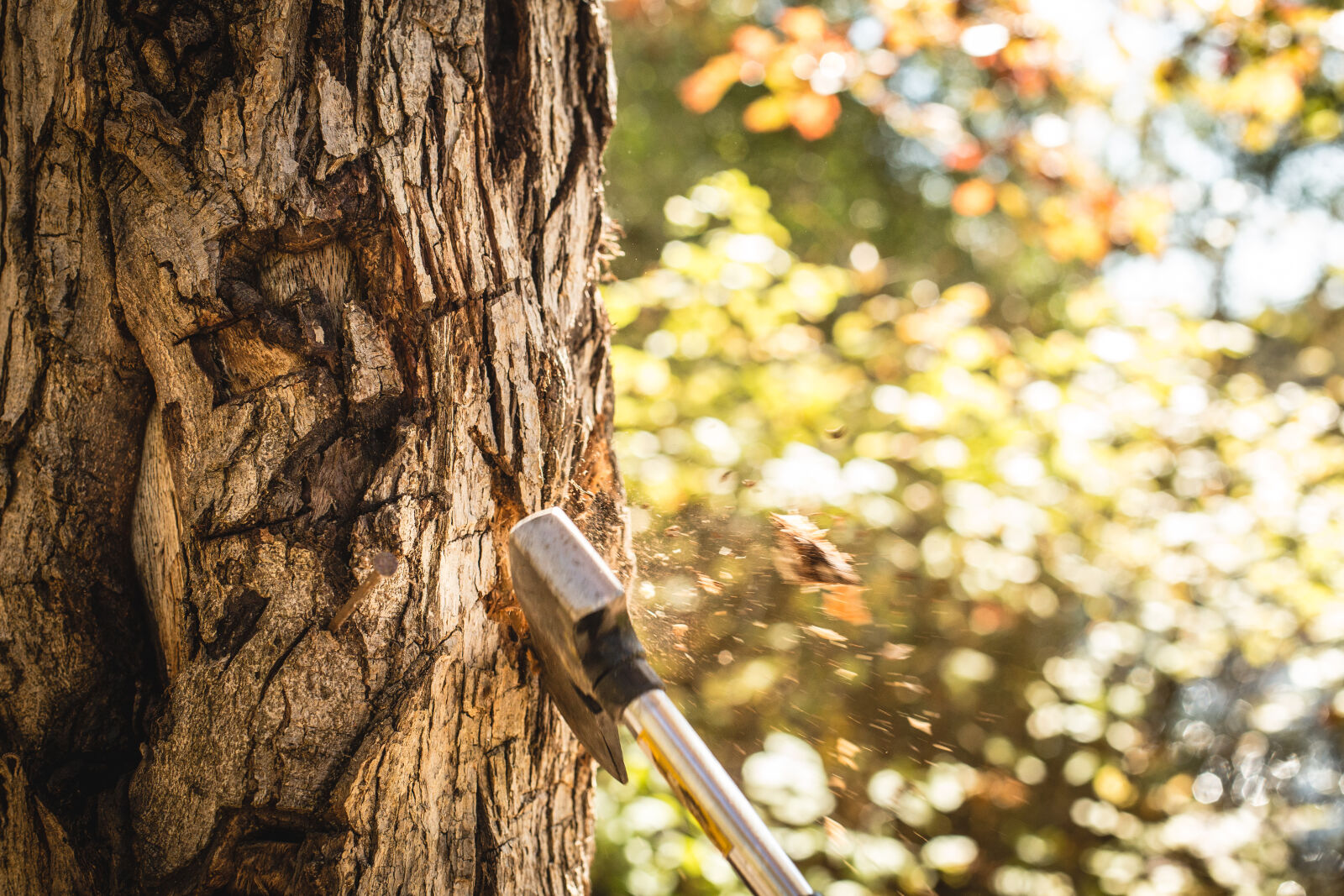 Canon EOS 6D + Canon EF 50mm F1.4 USM sample photo. Cut, a, tree, fell photography