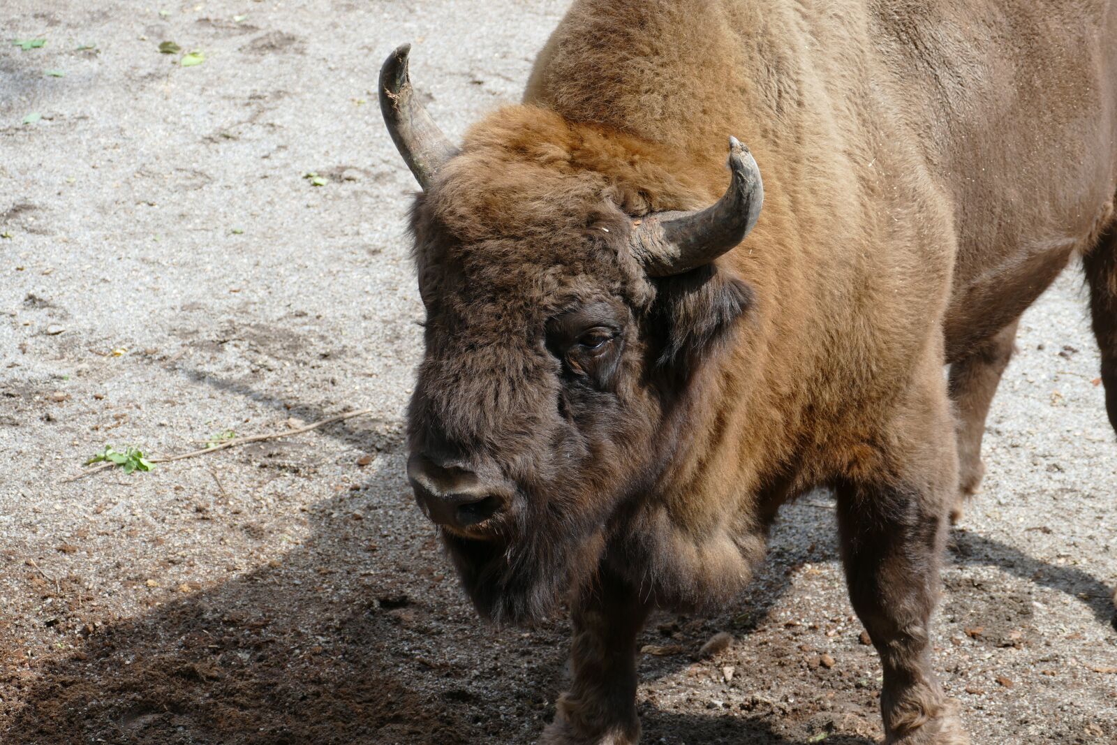 Panasonic Lumix DMC-FZ1000 sample photo. Stockholm, skansen, sweden photography