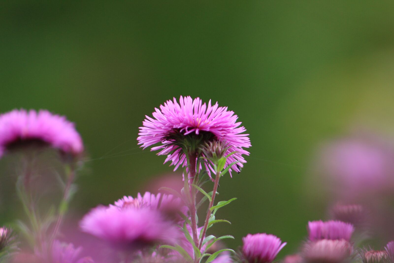 Canon EOS 1300D (EOS Rebel T6 / EOS Kiss X80) + Canon EF 75-300mm f/4-5.6 sample photo. Flower, aster, bloom photography