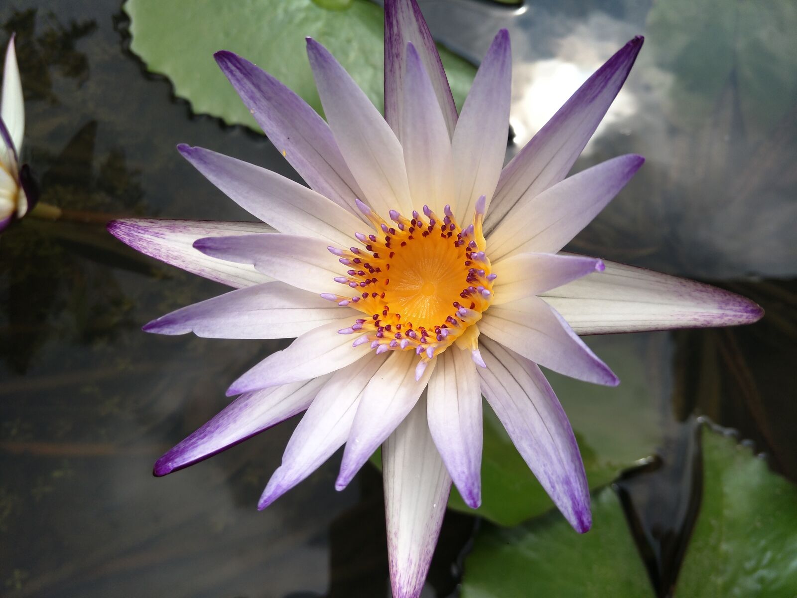OPPO R9Plus sample photo. Waterlily, lotus, plant photography