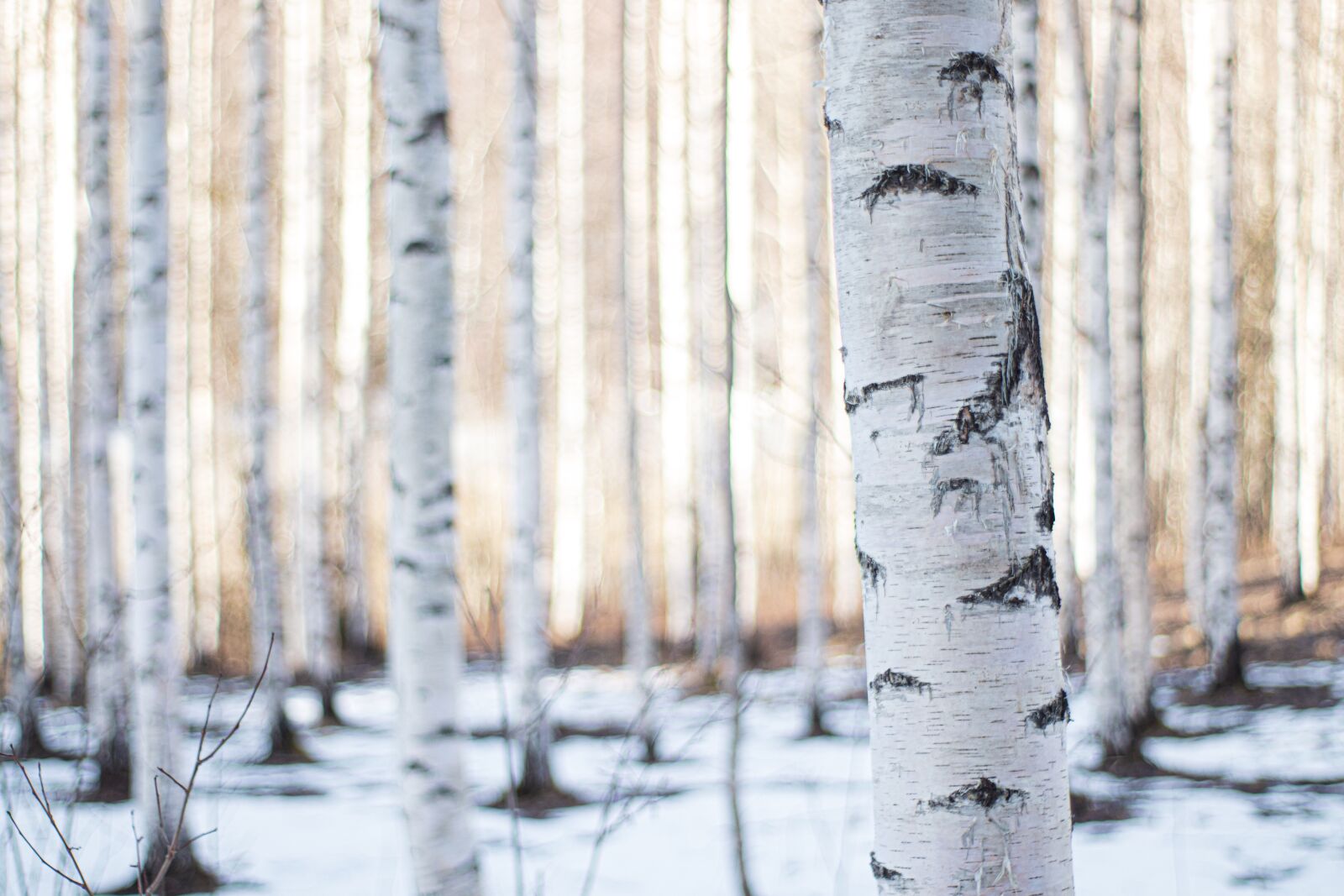 Canon EOS 200D (EOS Rebel SL2 / EOS Kiss X9) sample photo. Finland, forest, winter photography