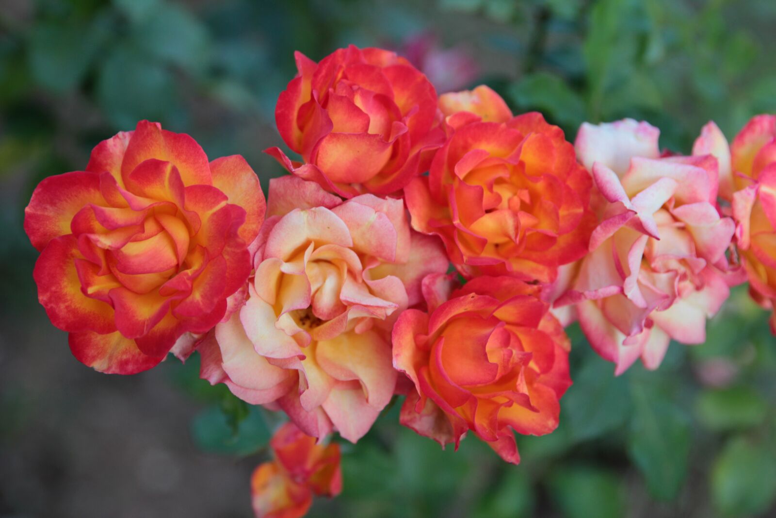 Canon EF 24-70mm F2.8L II USM sample photo. Rose, roses, flower photography