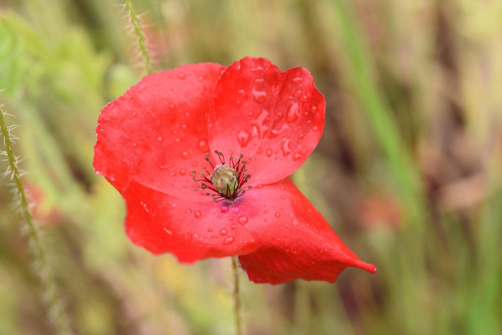 Nikon D5600 sample photo. Flower poppy, red flower photography