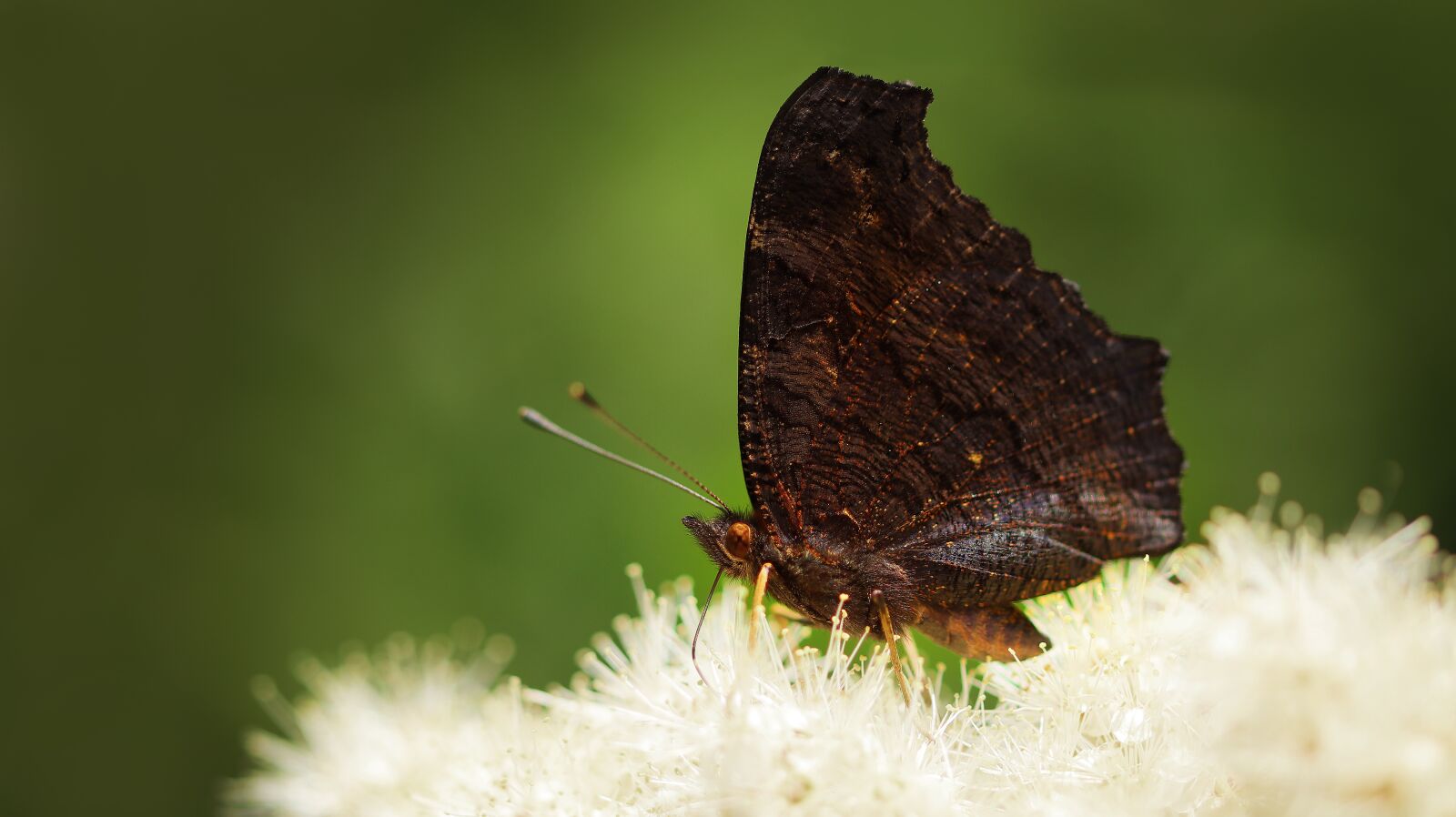 Canon EOS M50 (EOS Kiss M) sample photo. Butterfly, insect, wing photography
