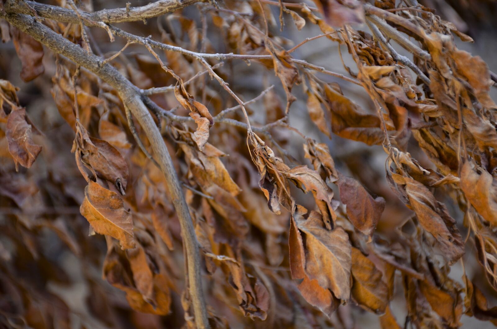Nikon D7000 sample photo. Autumn, leaf, texture photography