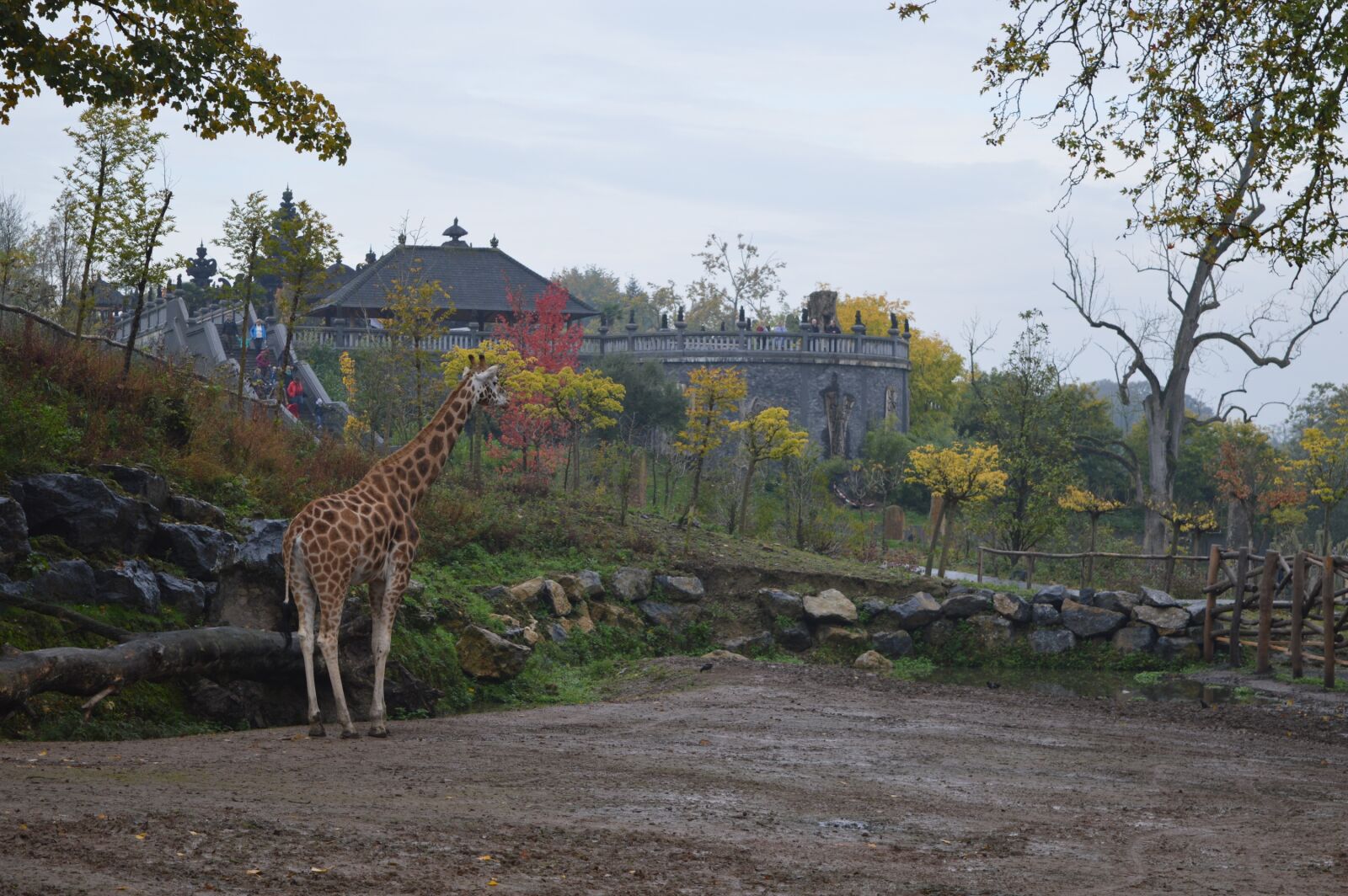 Nikon D3200 sample photo. Zoo, giraffe, animal photography