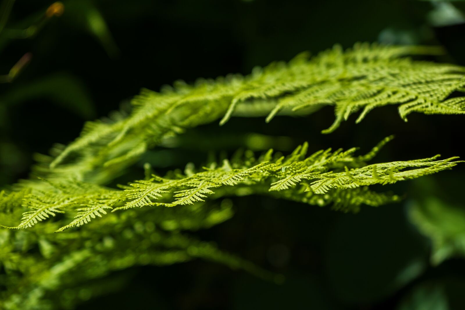 Fujifilm X-T3 sample photo. Fern, nature, plant photography