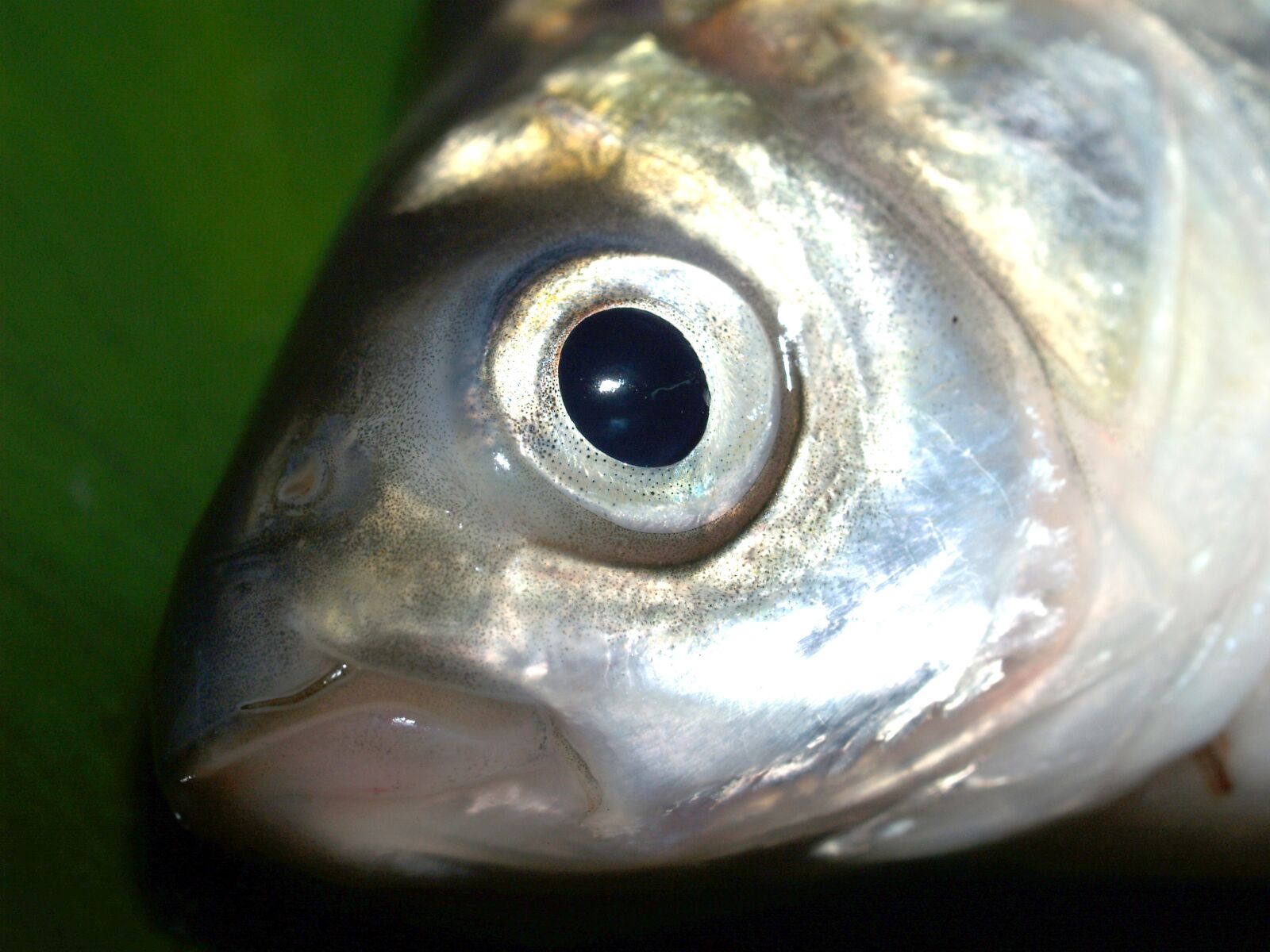 Olympus E-300 (EVOLT E-300) sample photo. Fish, carp, meal photography