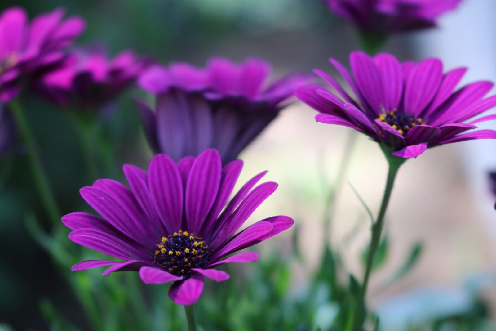 Canon EOS 80D sample photo. Star eyes, african daisy photography
