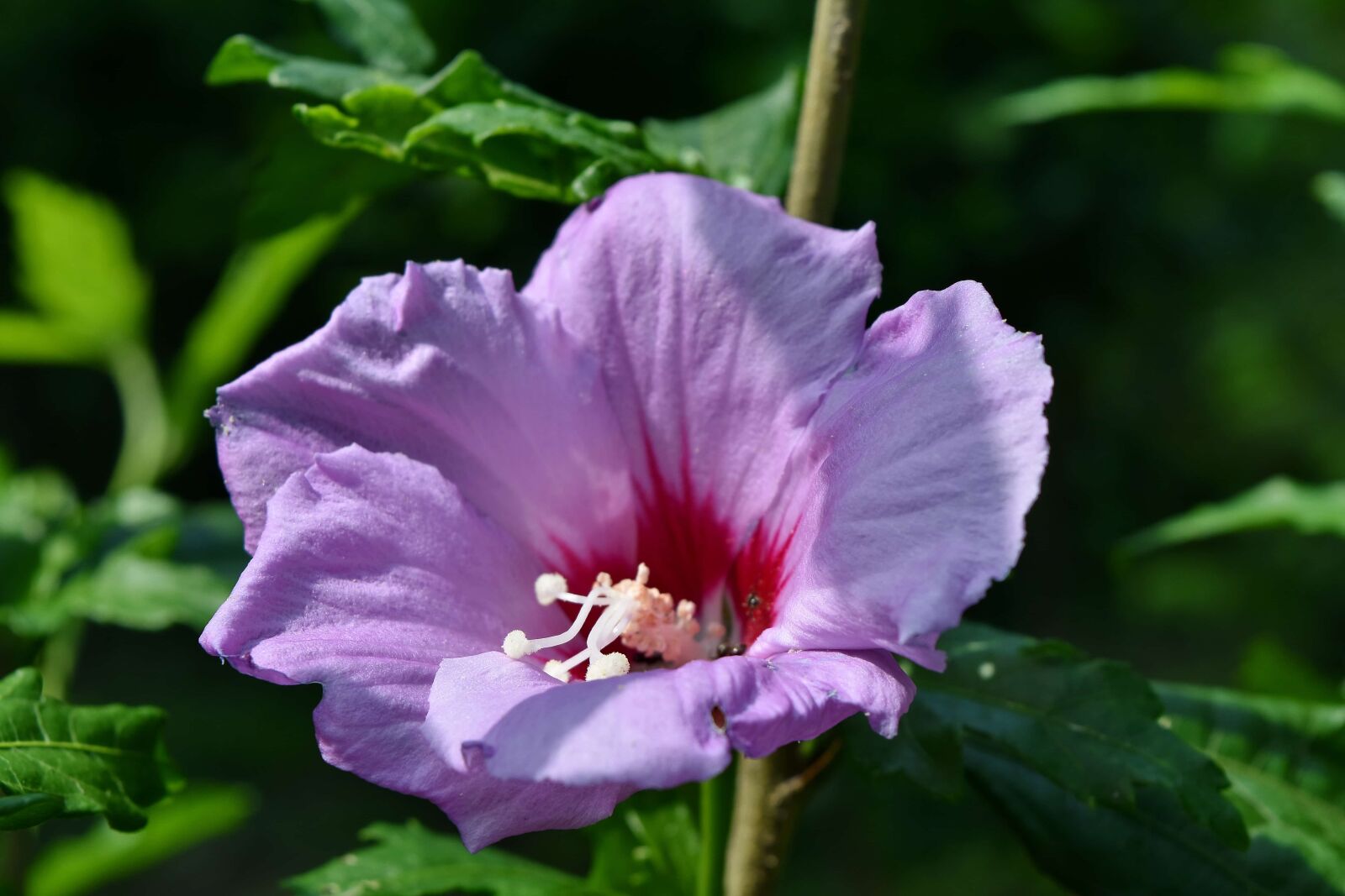 Nikon D5500 sample photo. Endangered species, endemic, pistil photography