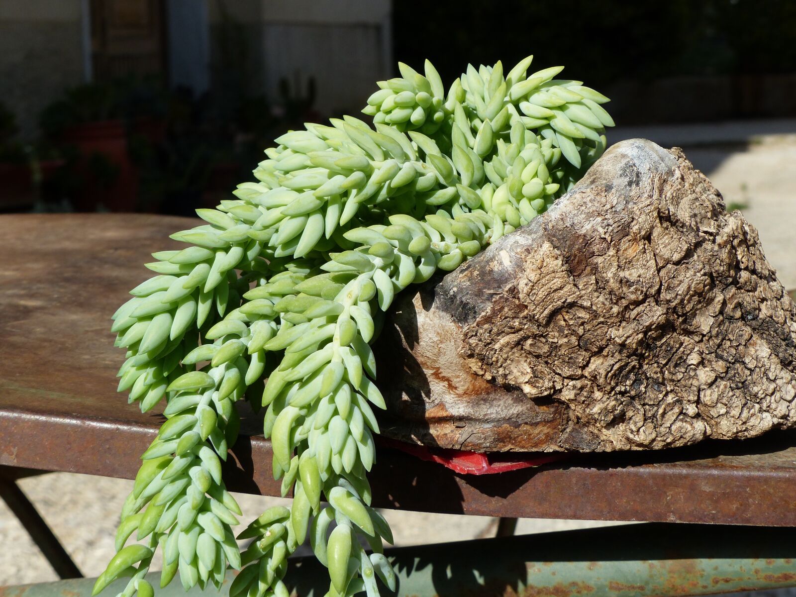 Panasonic Lumix DMC-FZ200 sample photo. Succulent plant, fat plants photography