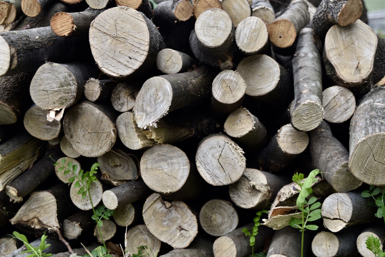 Nikon D5500 sample photo. Wood, log, forest photography