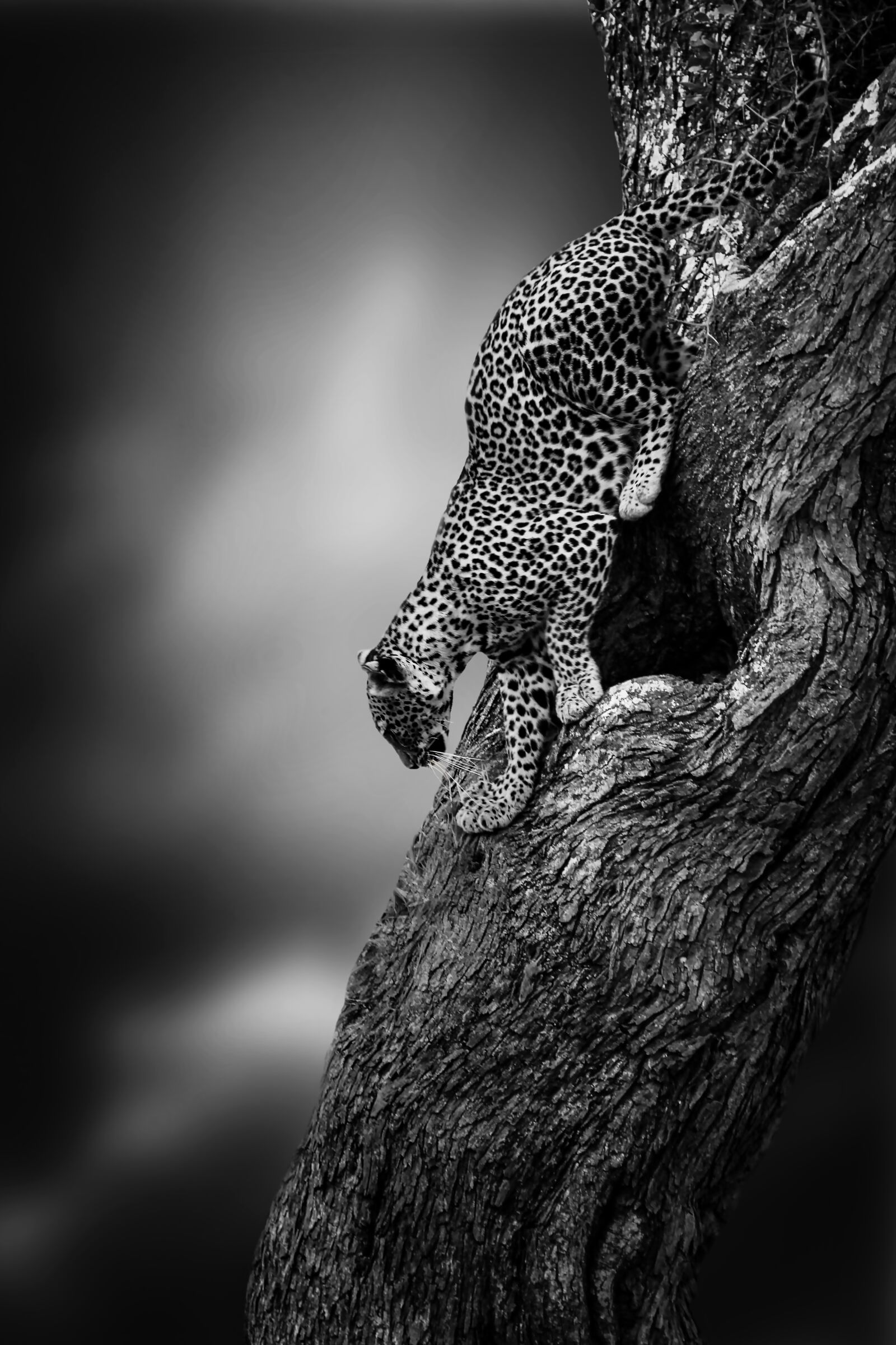 Canon EOS 550D (EOS Rebel T2i / EOS Kiss X4) sample photo. Leopard, big cat, wildlife photography