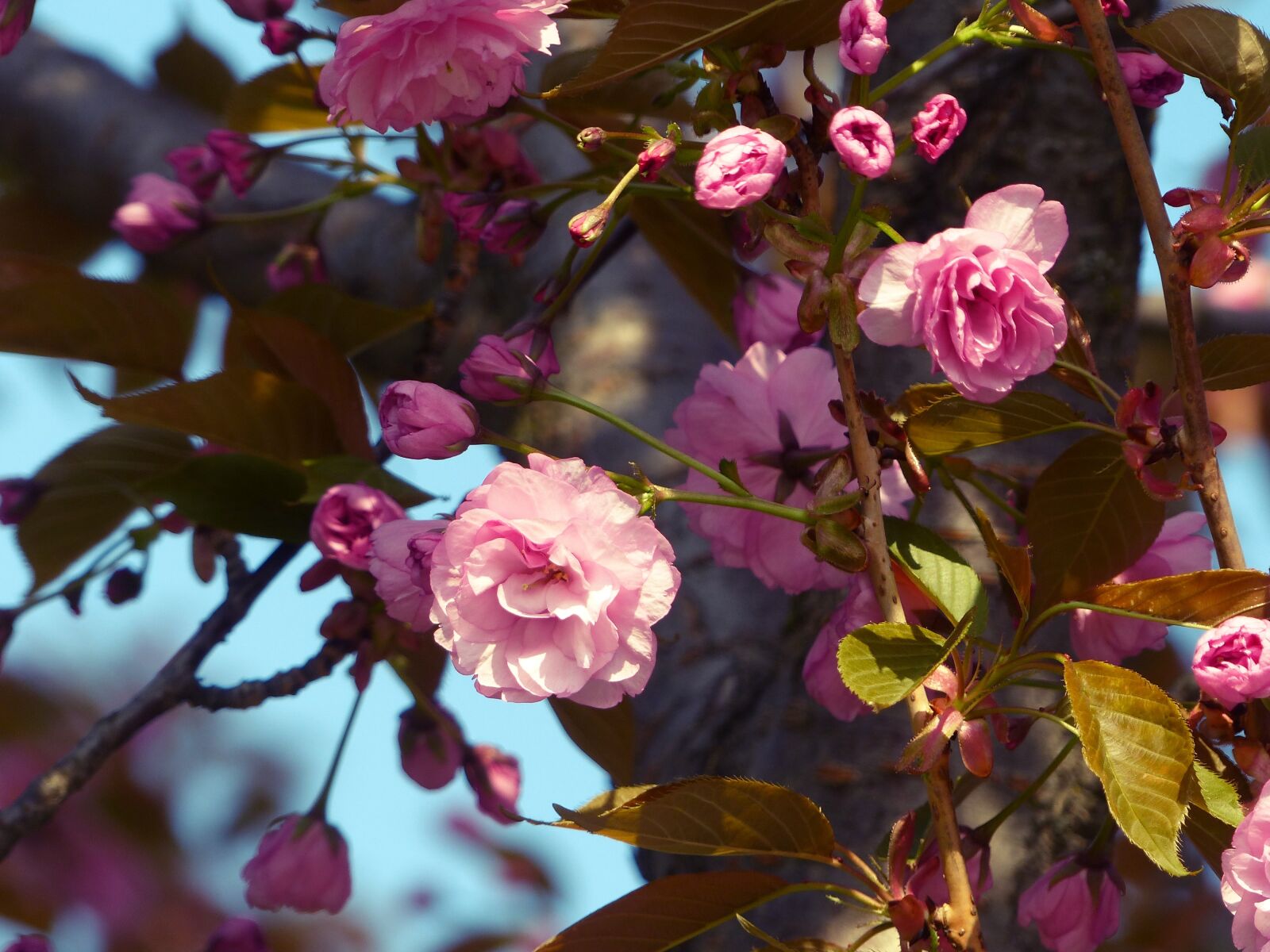 Panasonic Lumix DMC-FZ200 sample photo. Sakura, bloom, spring photography