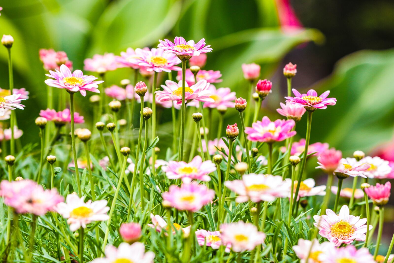 Canon EOS 7D Mark II sample photo. Flower, garden flower, daisy photography