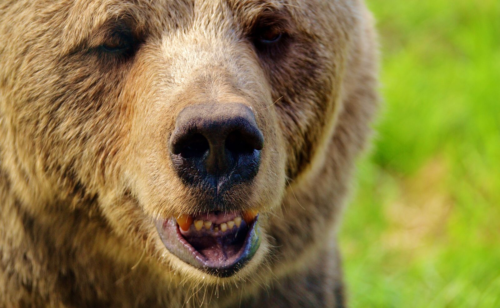 Nikon D3200 sample photo. European brown bear, wild photography