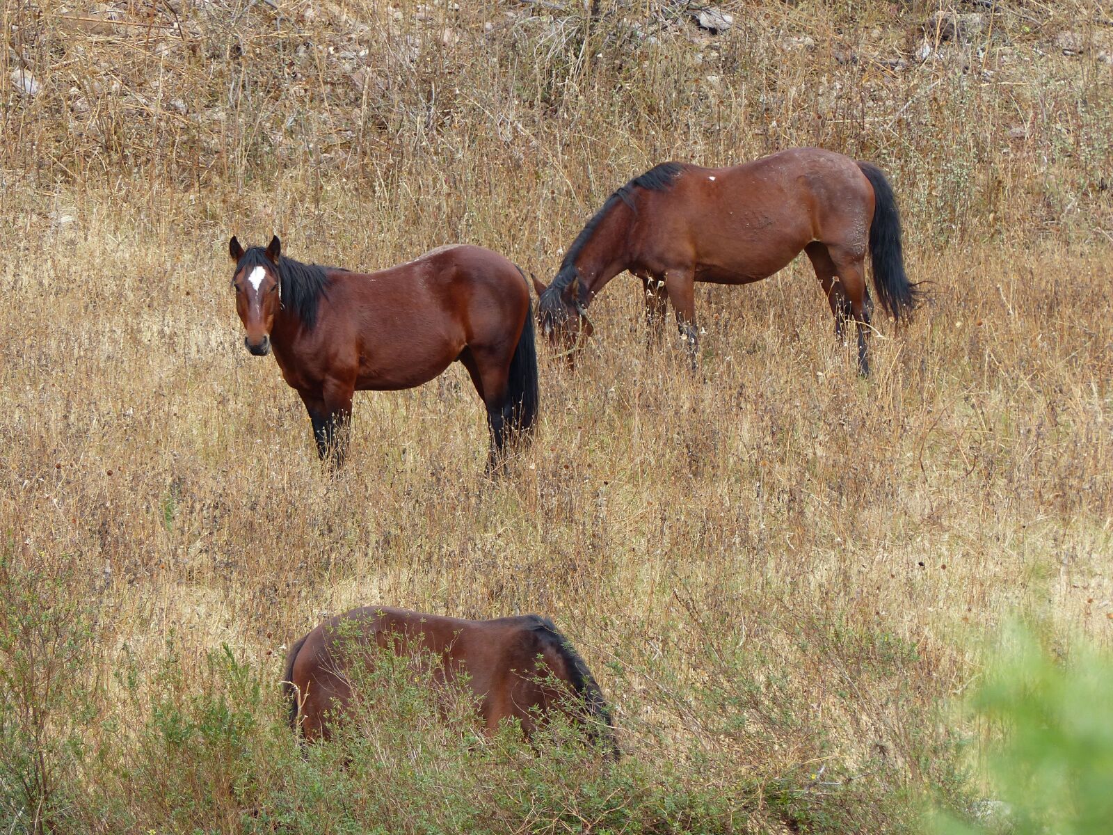 Panasonic Lumix DMC-FZ200 sample photo. Horse, prado, animals photography