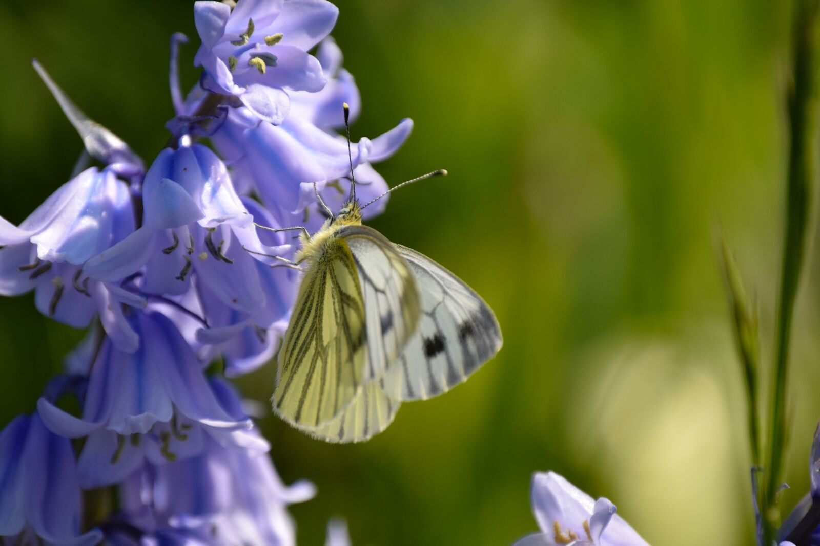 Nikon D3300 sample photo. Butterfly, spring, flowers photography